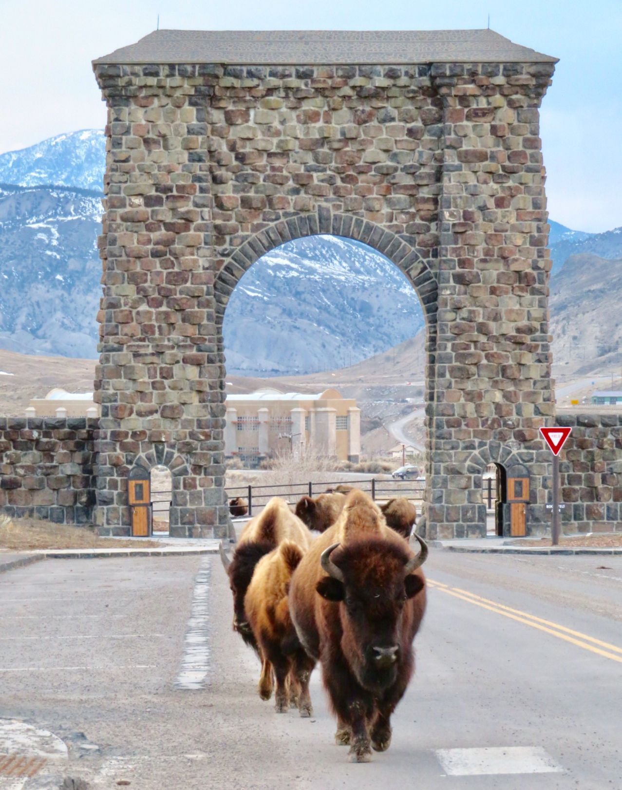 Yellowstone bison
